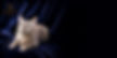 IMG_7301.jpeg