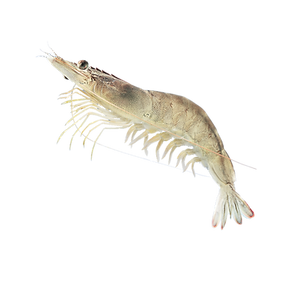 Shrimp
