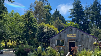 A cedar-sided shack sits among a nursery of plants.