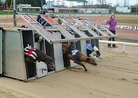 Greyhound Traps