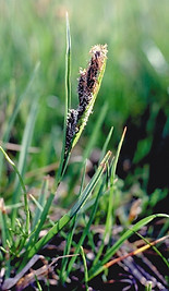 carex.jpg