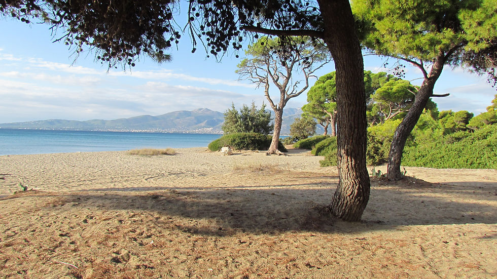 Beach Pine Forest 1