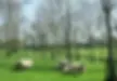 Sheep and Goats, Agroforestry and Woodlands: Things to consider when raising sheep and goats in agroforestry.