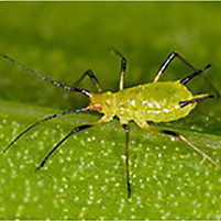 aphids.jpg