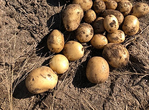 Récolte de tubercules