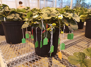 Croisements expérimentaux