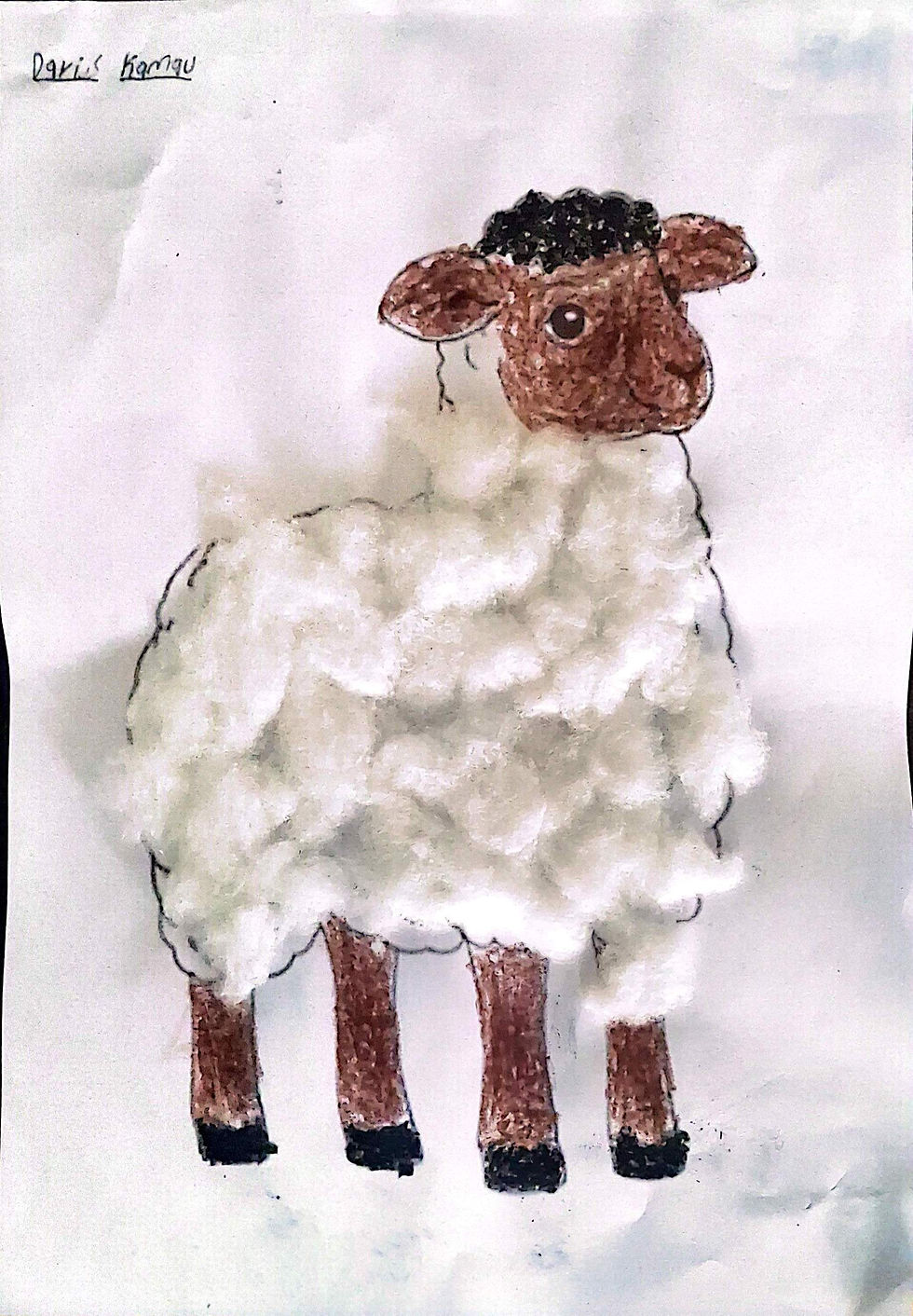 Sheep