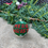 Miniaturbild: APw0010 Merry Christmas
