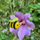 Miniaturbild: AP2406 Hummel - PDF