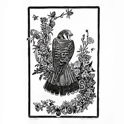 linocut relief print of a hawk by Mirka Hokkanen