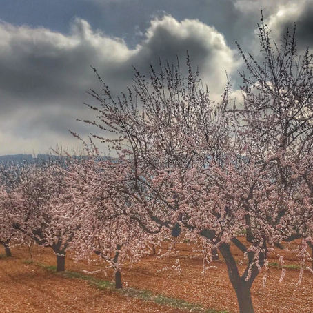 Floració d’ametlers a Atzeneta del Maestrat amb el Penyagolosa al fons, un paisatge efímer de blanc i rosa que anuncia la primavera.