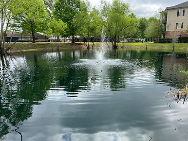 Pond before pics.