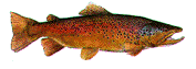 bi-trout.gif