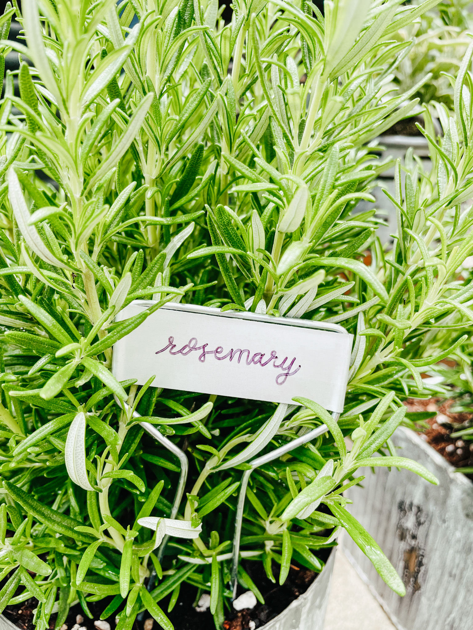 Rosemary