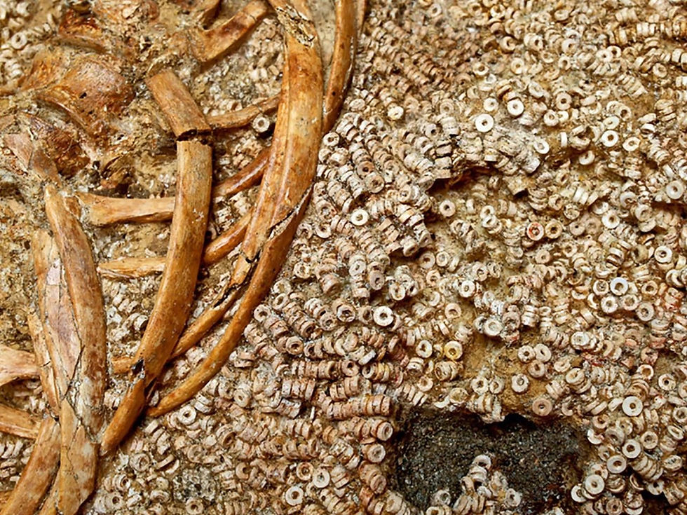 Close-up of a skeleton surrounded by small circular shell beads in earthy tones, conveying a sense of ancient history. Prehistory