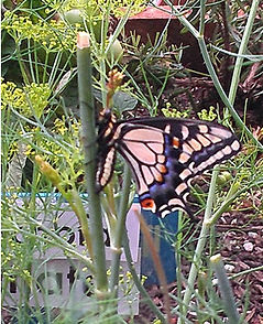 butterfly2.jpg