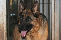 Cassandra di Casa Ralli