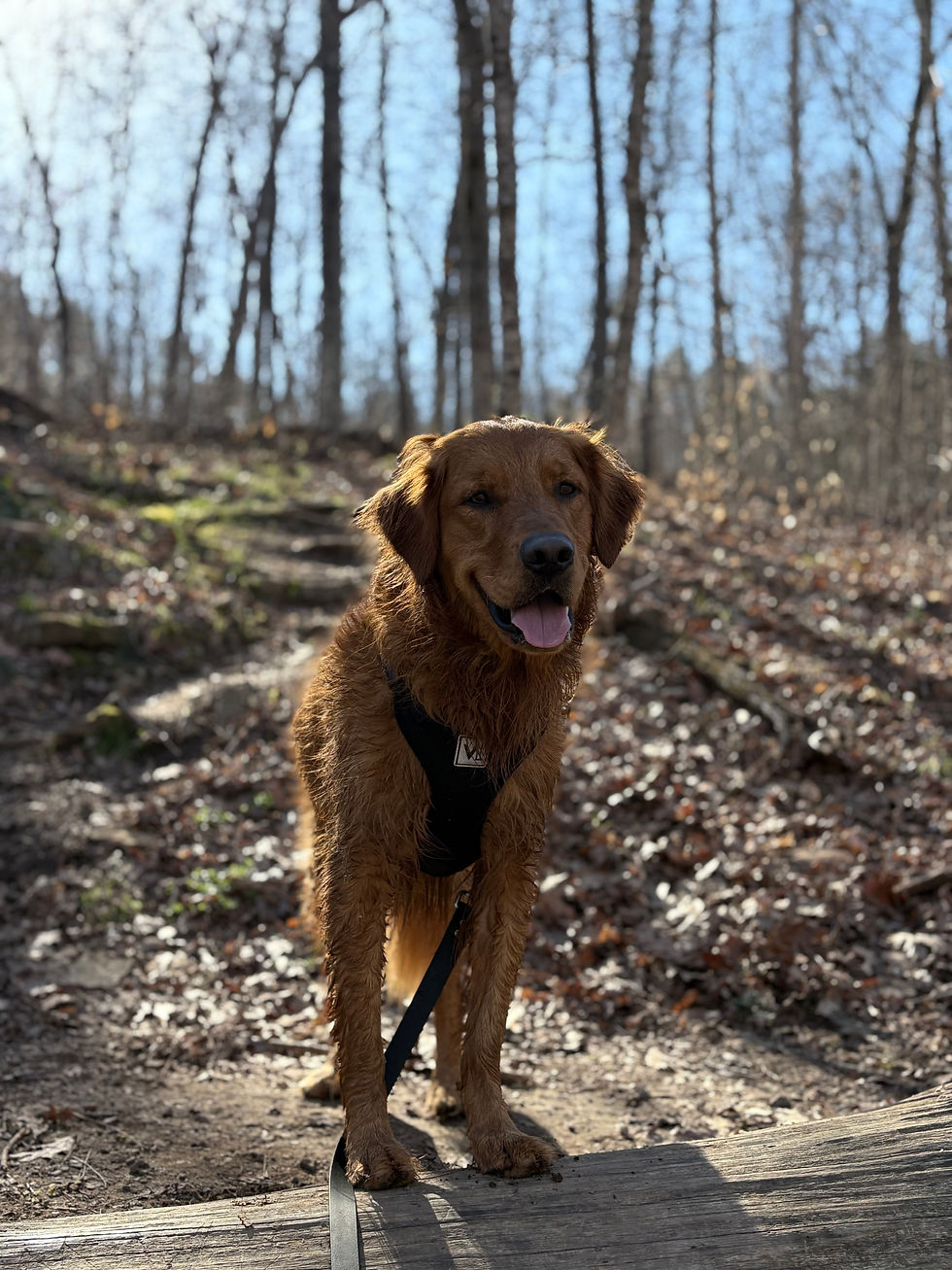 Wet golden retriever in a harness stands on a wooded trail, tongue out, with bare trees and sunlit leaves behind.