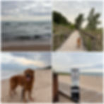 Beach scenes with a happy golden retriever on a boardwalk and sand. Dog trail sign visible. Overcast sky, serene and relaxed mood.
