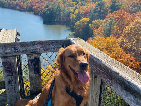 A goldent retriever sitting on a bench with his tongue out with a river and treeline in the background. Fall colors can be see on the trees.