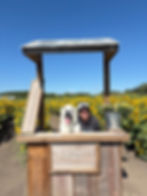 Woman and white dog pose at a wooden stand in a sunflower field, with Kuipers Family Farm and Flowers signs under a blue sky.