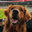 Writer: Moose's Golden Tails