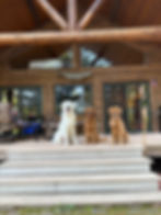Three dogs sit on wooden steps of a log cabin porch. The background shows large windows and wooden beams. An American flag is visible.