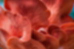 programmes-background.jpeg