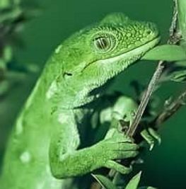 green gecko.png