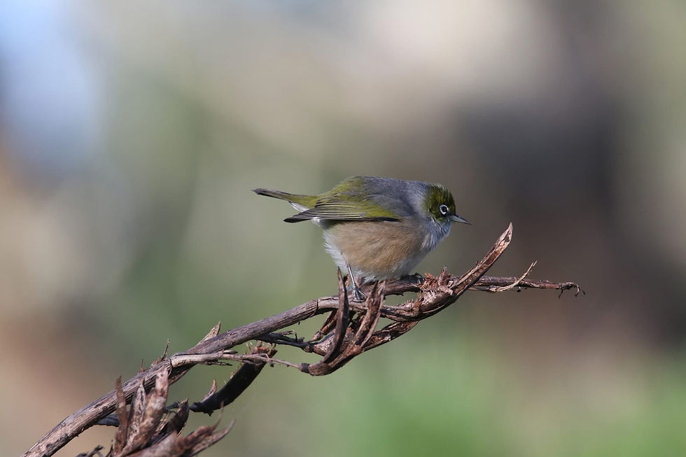 Takarunga Hauraki Nature & Place Photo Exhibition - Call for submissions