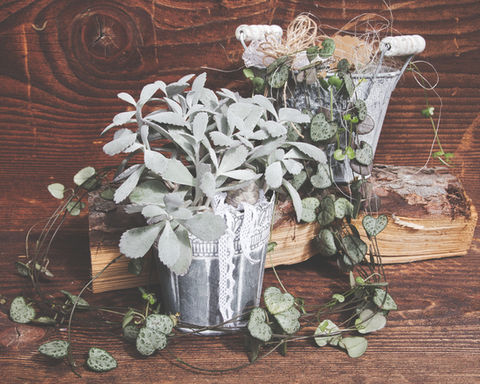 gwunderschopf pflanze