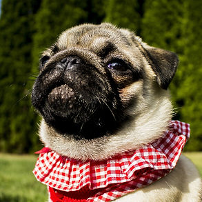 pug-5.jpg