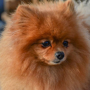 pomeranian-6915943_1280.jpg