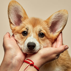 corgi-6.jpg