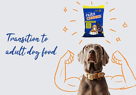 How to Transition to Adult Dog Food: Easy Steps for a Healthy Change
