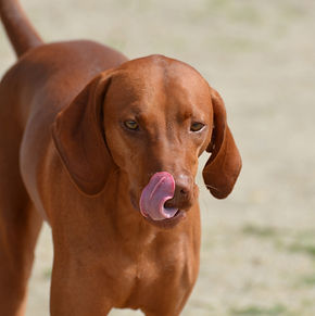 gorgeous-redbone-coonhound-licking-tip-his-nose-with-pink-tongue.jpg