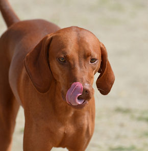 gorgeous-redbone-coonhound-licking-tip-his-nose-with-pink-tongue.jpg