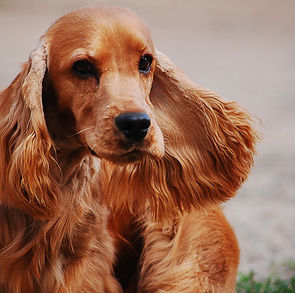 cocker-spaniel-english-2388265_1920.jpg