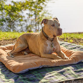 american-pit-bull-terrier-5.jpg