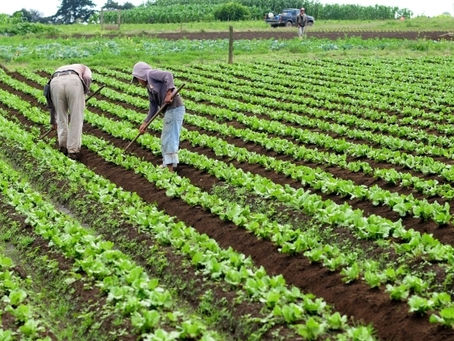 O que é segurança alimentar?