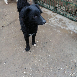 Blacky 1.jpeg