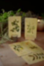 Thumbnail: Venelestis Medicatrix  botanical oracle deck exploring plants as medicine and poison, features 49 medicinal and toxic species