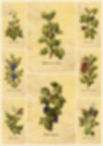 Cottagecore Botanical illustration Printable PDF