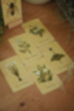 Thumbnail: Venelestis Medicatrix  botanical oracle deck exploring plants as medicine and poison, features 49 medicinal and toxic species