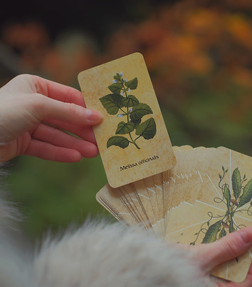 learning properties of herbs