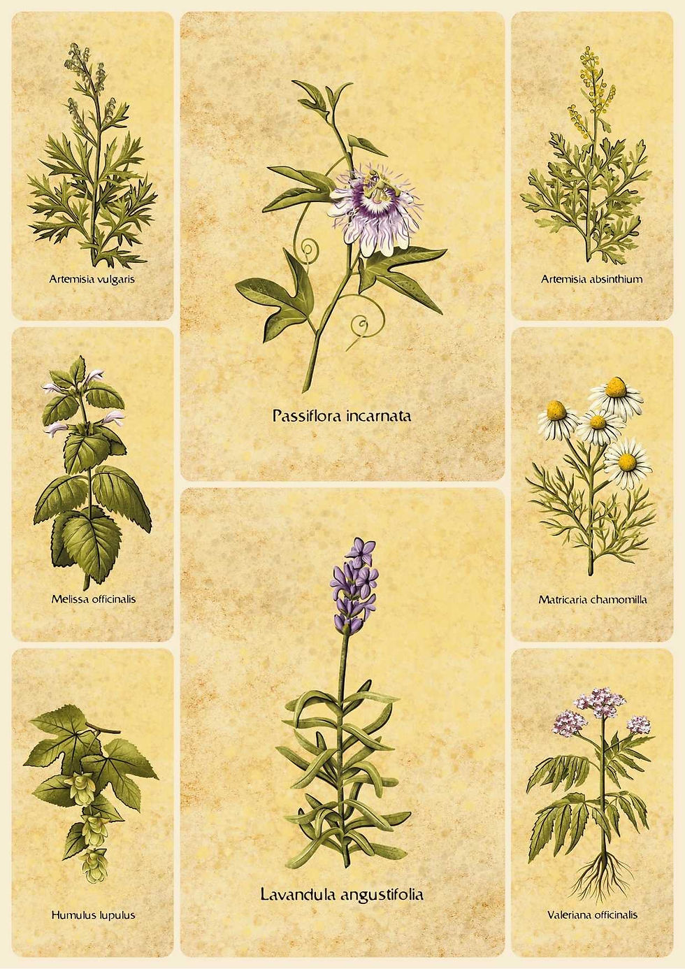 Calming Herbs Botanical illustration Printable PDF Cottagecore, dark academia decor