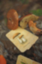 Mushroom oracle deck for divination and natural magic. Venelestis Fungorum features carefully illustrated fungi