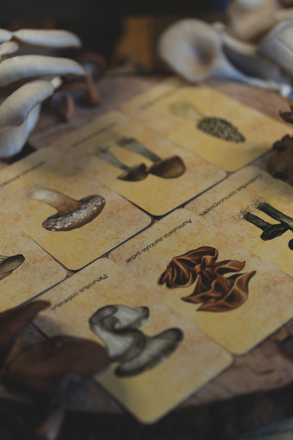 Thumbnail: Mushroom oracle deck for divination and natural magic. Venelestis Fungorum features carefully illustrated fungi