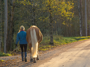 3 Übungen, mit denen Du Dein Pferd geraderichten kannst