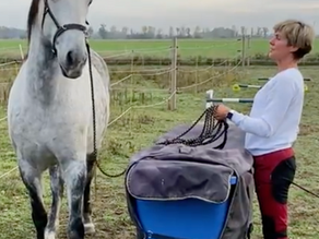 ein pferd und eine frau beim training